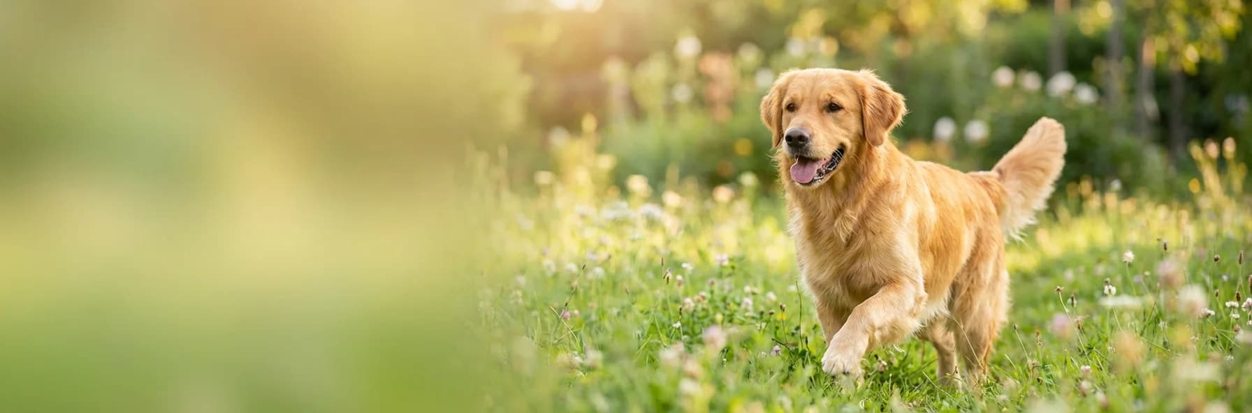 Simparica TRIO - All-in-One Protection